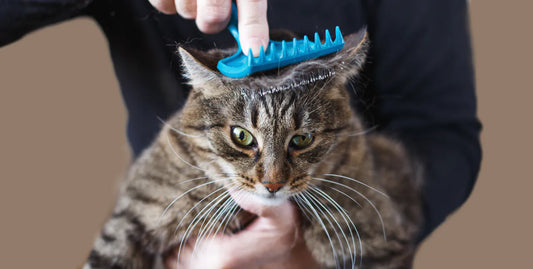 Katze wird gekämmt