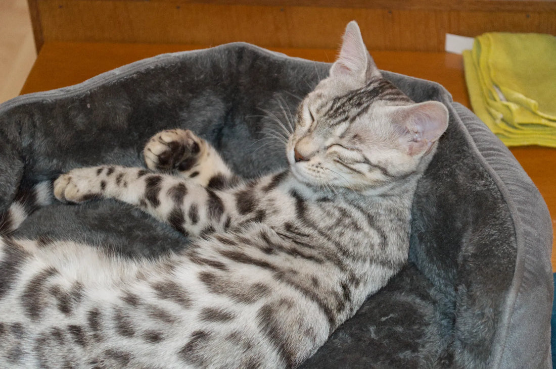 Coco im runden, grauen BEDSURE Katzenbett