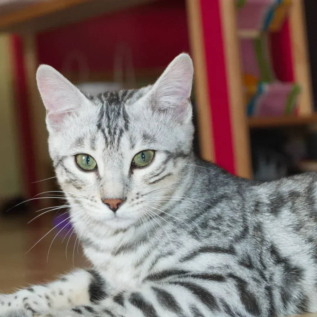 Espresso, Mocha & Co: Originelle Katzennamen für Kaffeeliebhaber