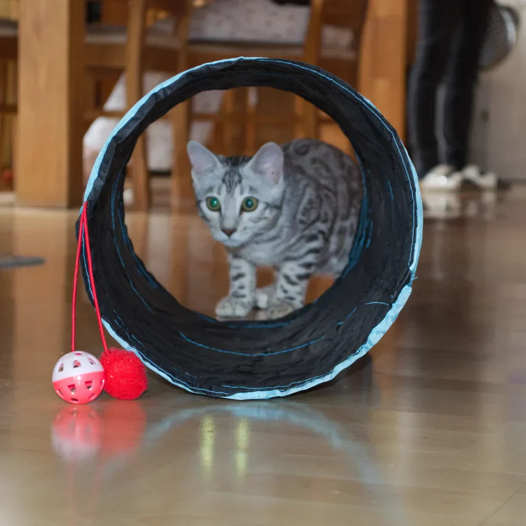 Wohnungskatze unterhalten: 5 Spielideen, damit keine Langeweile aufkommt