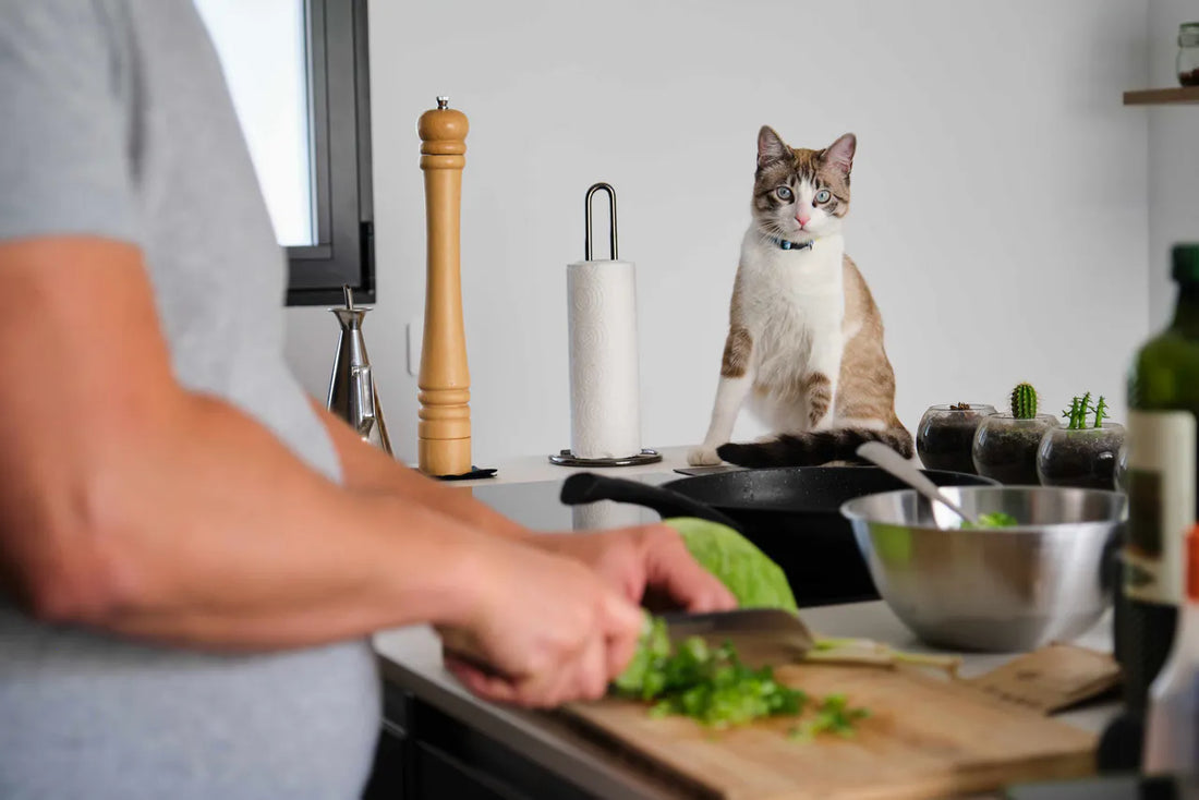 Katze sitzt auf der Kücheninsel