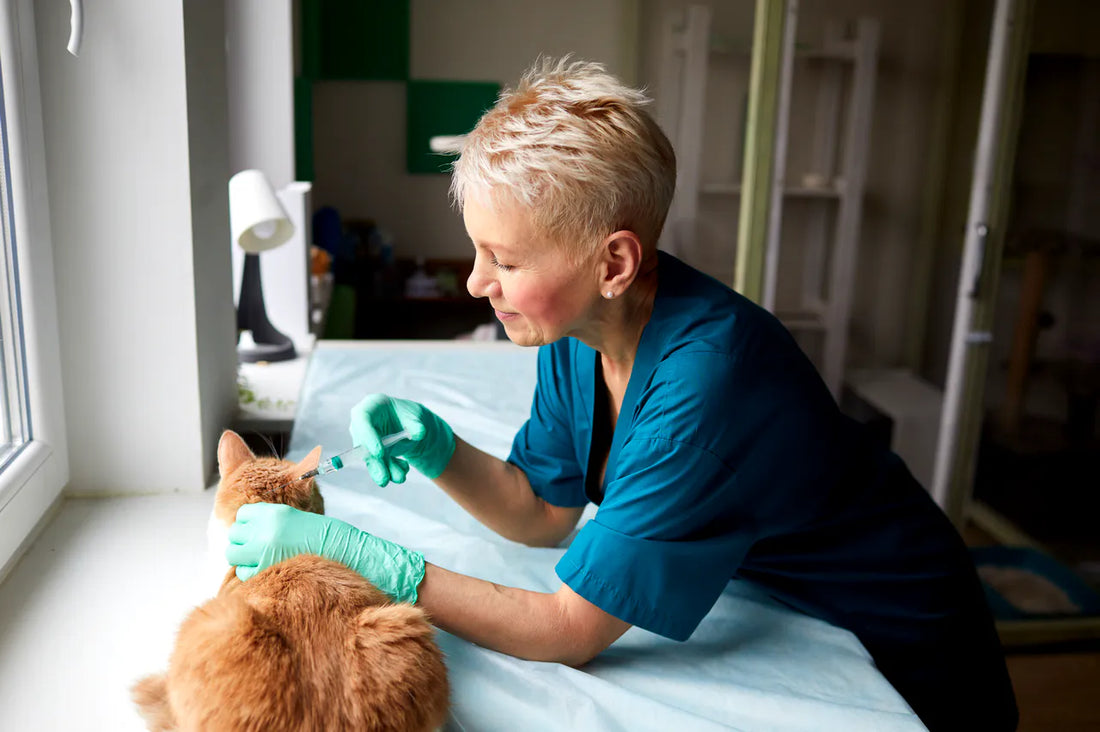 Katze wird von Tierärztin geimpft.