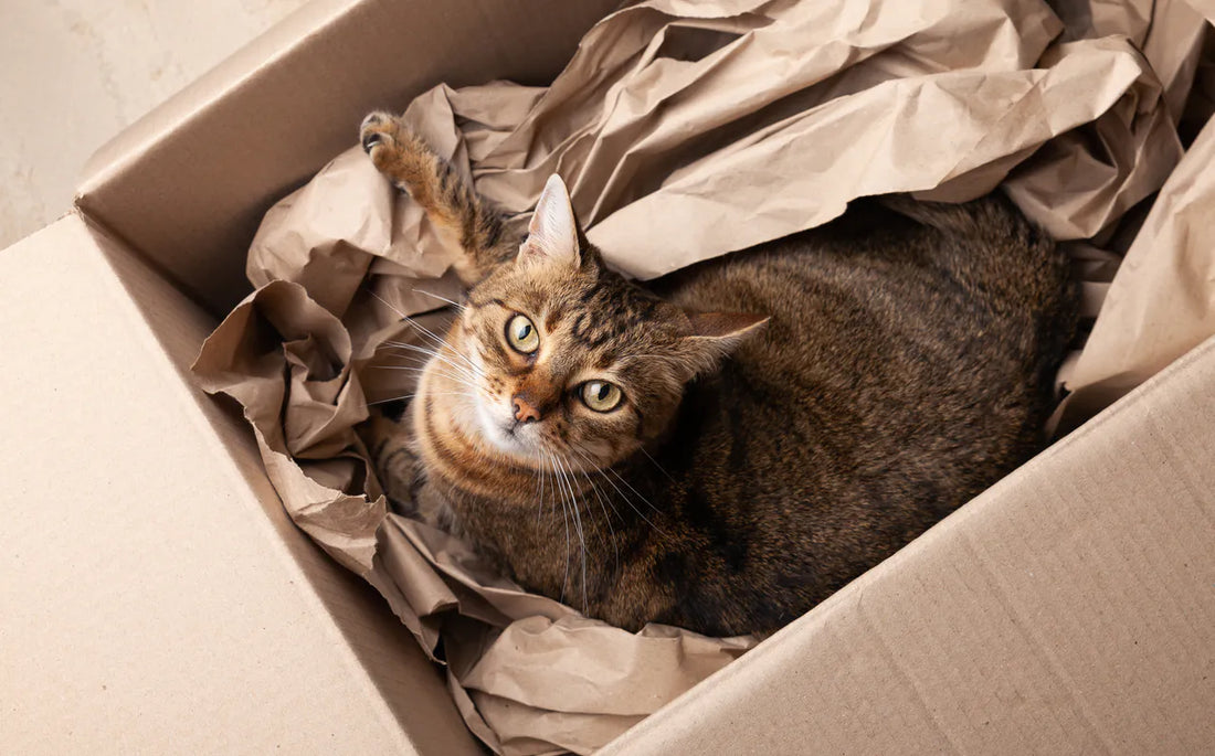 Eine getigerte Katze sitzt in einem mit zerknülltem braunem Papier gefüllten Karton und blickt in die Kamera.