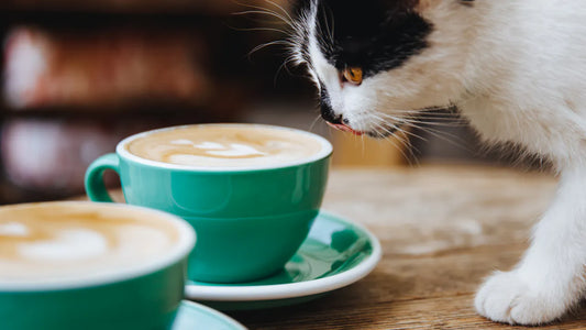 Dürfen Katzen Kaffee trinken? Kaffee & Katzen – Mythos vs. Wahrheit