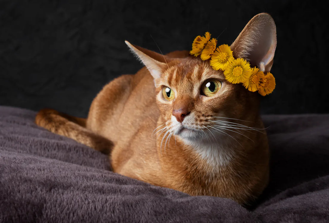 Meine Katze hat mir Gedult gelernt