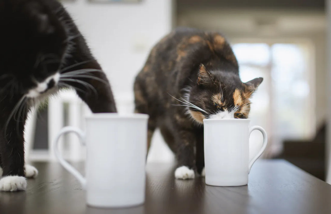 Koffein und Katzen: Darum ist Kaffee für Miezes Schnäuzchen tabu
