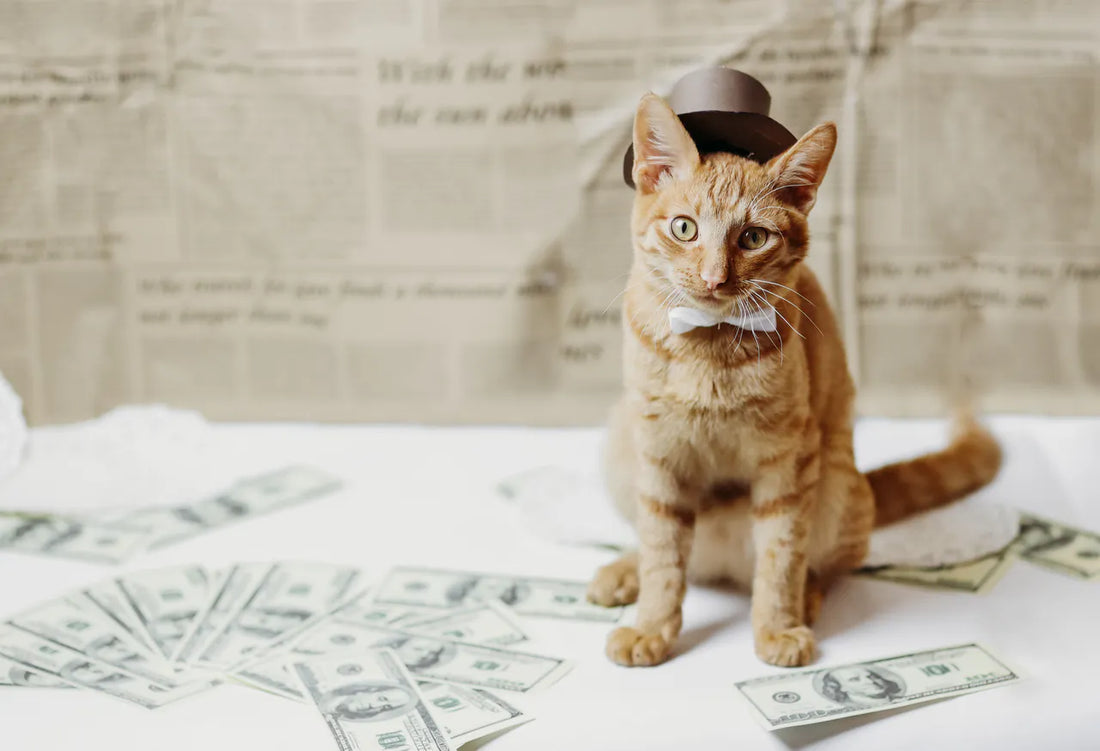 Alles was du über Katzengeld wissen musst