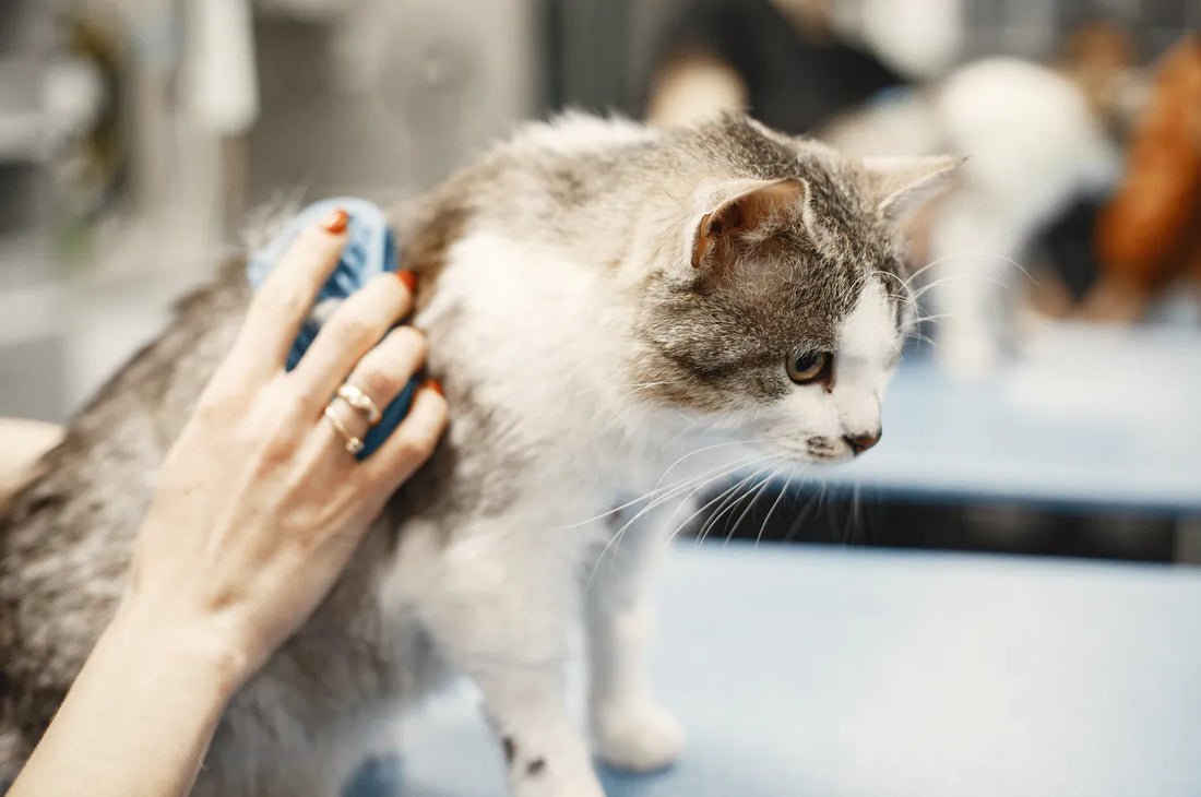 Katzenhaare überall