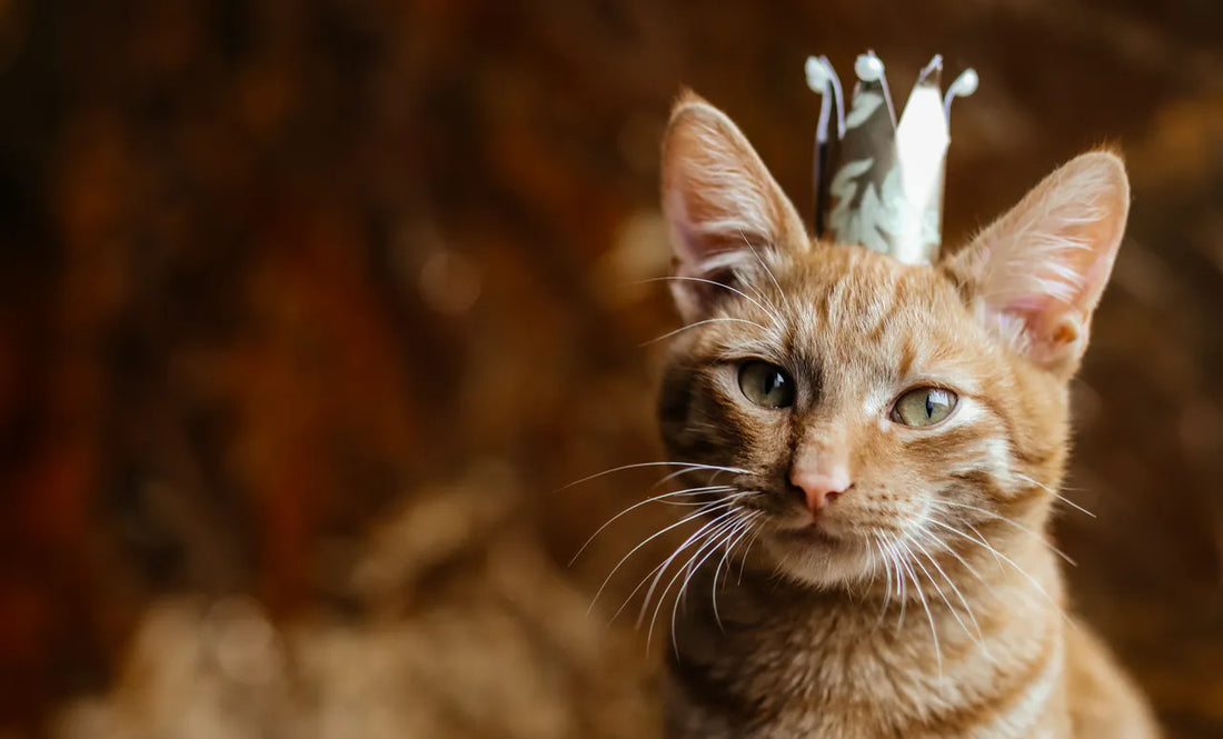 5 Katzenmythen entlarvt: Was stimmt wirklich?