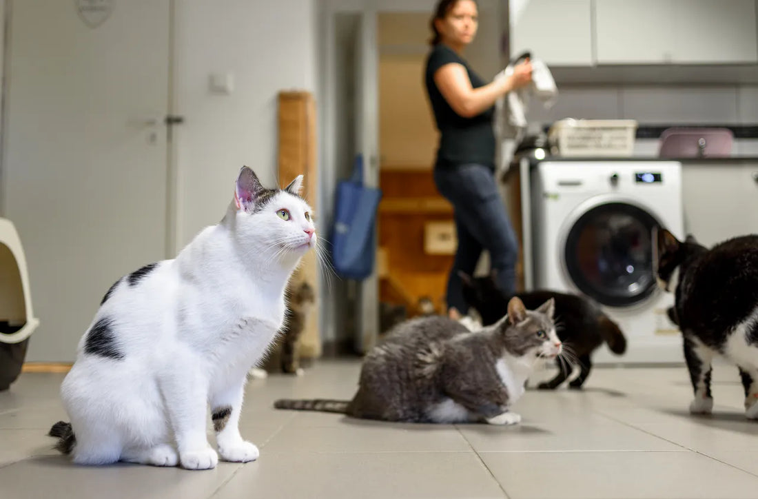 Frieden im Mehrkatzen-Haushalt