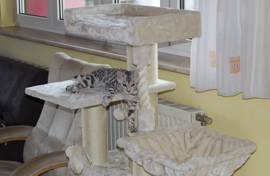 Petrebels Parklane 131