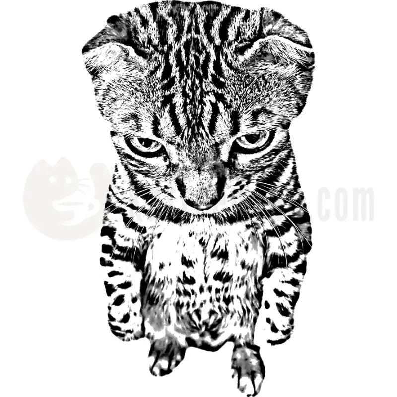 Design Vorschau Bengal Black and White