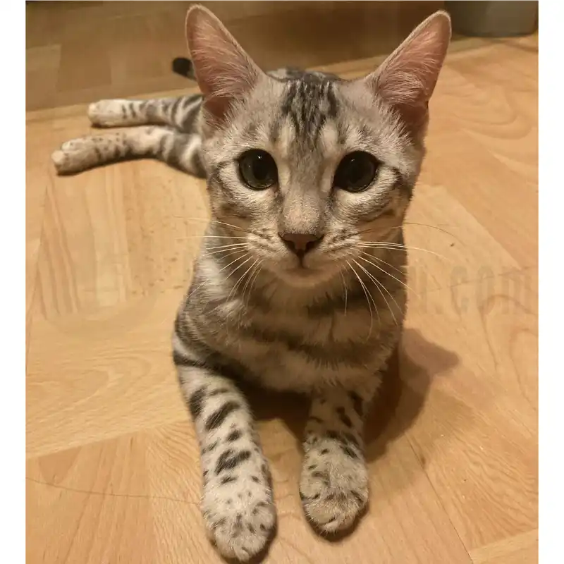 Design Vorschau Bild deiner Katze