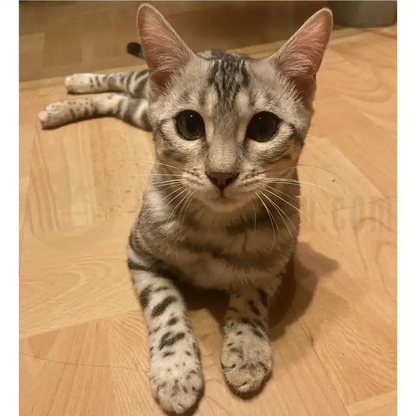 Design Vorschau Bild deiner Katze