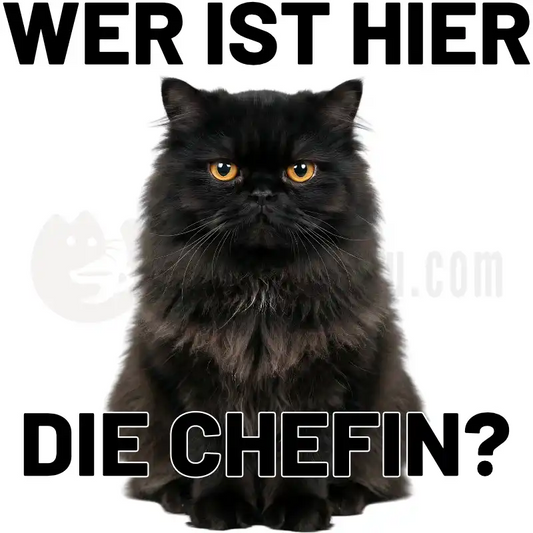 Design Vorschau Die Chefin